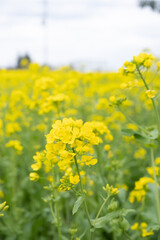菜の花が咲いている春の日本