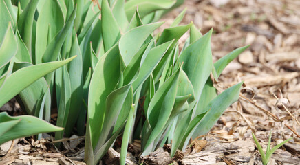 sprouting plants in garden with mulch