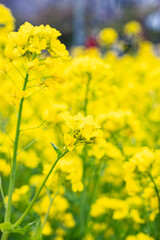菜の花が一面に咲いている黄色い花畑