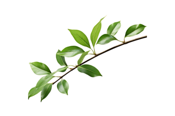 A branch with leaves isolated on transparent background
