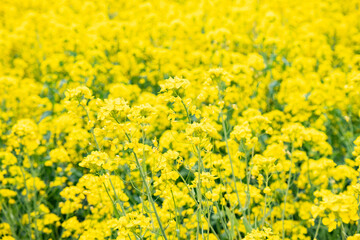 菜の花畑に咲いている黄色い花