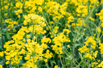 菜の花畑に咲いている黄色い花