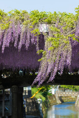 中山の大藤（福岡県柳川市）