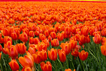 Obraz premium Colorful orange tulips grow and bloom in close proximity to one another in tulip flower garden.