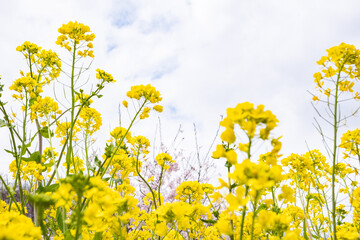 黄色い菜の花が曇り空に咲いている