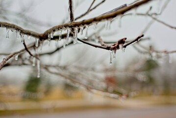 Icy Tree Branches with Icicles
