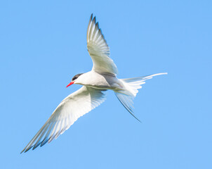 Fototapeta premium Arctic tern flying in the sky