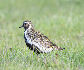 The European golden plover in the beautiful nature of Iceland