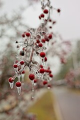 Icy Red Berries on a Branch