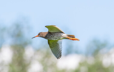 The common redshank bird flying through the sky