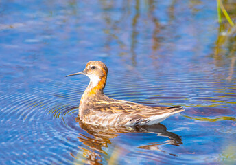 Red-necked phalarope bird swimming in the pond