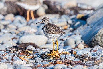 Young common redshank bird standing in the gravel