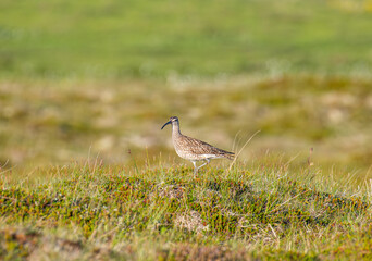 The common whimbrel bird in the nature