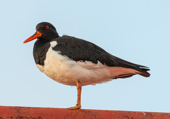 Common pied bird in the nature