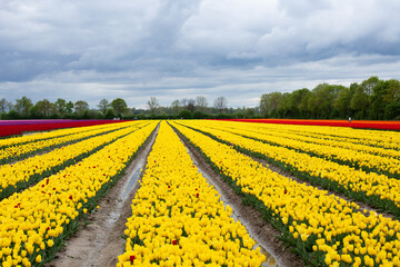 A field of tulips on a sunny day. Tulips of various colors.