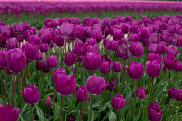 Obraz premium A field of purple tulips on a sunny day.
