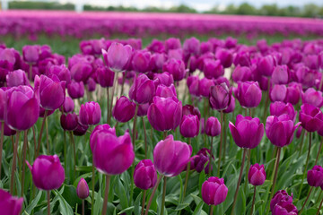 Fototapeta premium A field of purple tulips on a sunny day.