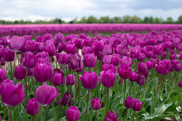 Obraz premium A field of purple tulips on a sunny day.