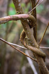 Entwinned Tree Trunks Northumberland Spring 2025