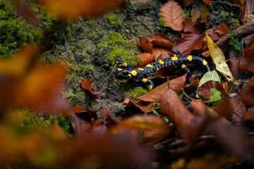 Close-Up of a Fire Salamander in Autumn Forest Floor – Moody Wildlife Macro