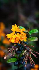 Blossom imaged on a woodland walk in Northumberland Spring 2025