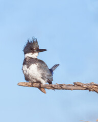 A male Belted Kingfisher watches intently from his perch.