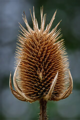 Wild Teasel in Northumberland Countryside 2025