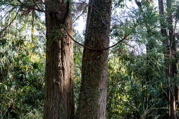 山の中の緑の植物がはえている