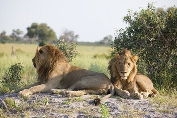 Young Male Lions Resting in the Wild, Botswana Safari