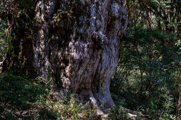 屋久島で苔が生えている切り株