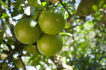Unripe green oranges hanging from the tree, seen from a low-angle.