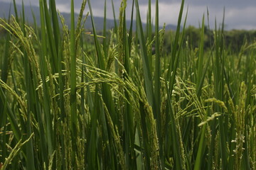 Obraz premium rice paddy field