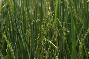 green grass background