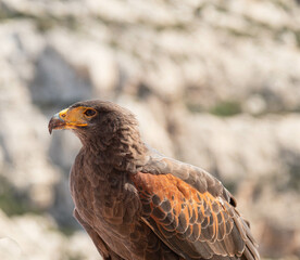 Harris's Hawk Near Valletta Malta