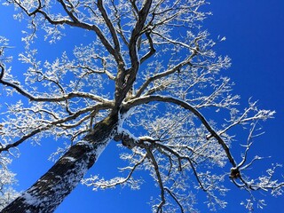 Majestic Snow-Covered Tree Against a Clear Blue Winter Sky