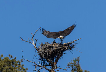 Bald Eagle Nest