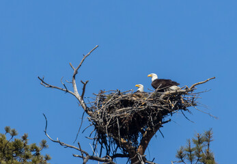 Bald Eagle Nest