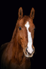 Obraz premium Black shot head portrait of a chestnut brown Trakehner horse mare