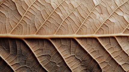 close up of a red leaf texture