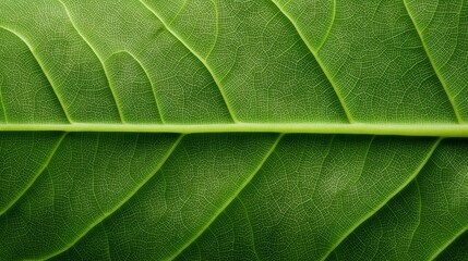 green leaf texture background nature