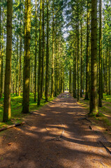 Straight Forest Path through Tall Pine Trees – Sunlit Woodland Walkway