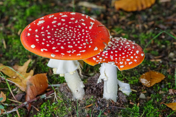 Close-Up of Fly Agaric Mushrooms (Amanita muscaria) Growing on Forest Floor in Autumn