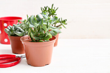 Plant with scissors, watering can and peat pot on table against white background