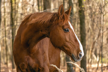 Obraz premium Portrait of a chestnut brown Trakehner mare outdoors
