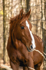 Fototapeta premium Portrait of a chestnut brown Trakehner mare outdoors