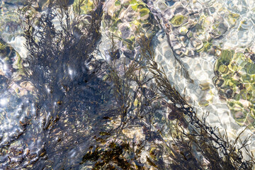 海の中の岩に生えている海藻