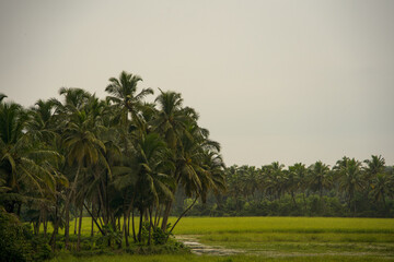 Obraz premium Greenery all around , Goa in Monsoon