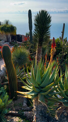Exotic garden Jardin Exotique d'Eze in the village of Eze Provence, Alps, Cote d'Azur France February 27, 2025