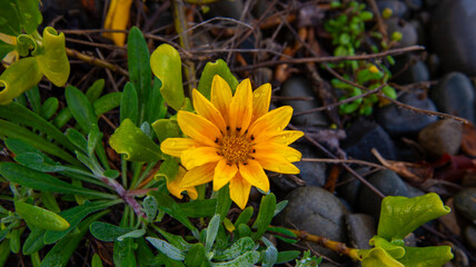 Coastal flower on Wellington's South Coast. New Zealand
