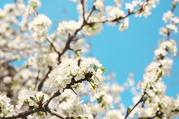 Beautiful blossoming tree branches outdoors
